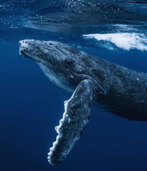 Nuquí y Bahía Solano